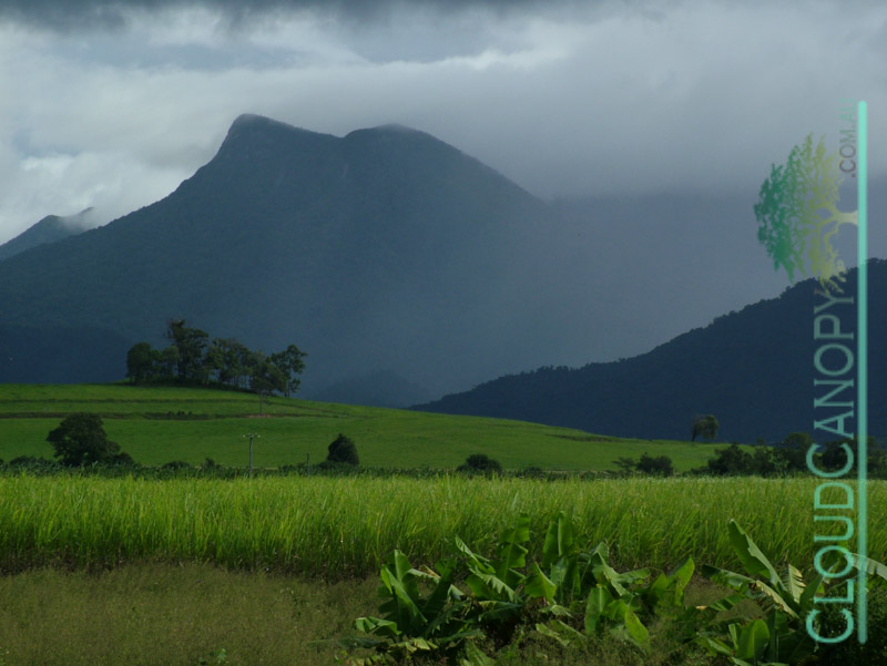 Bananas and Sugar Cane, Mossman