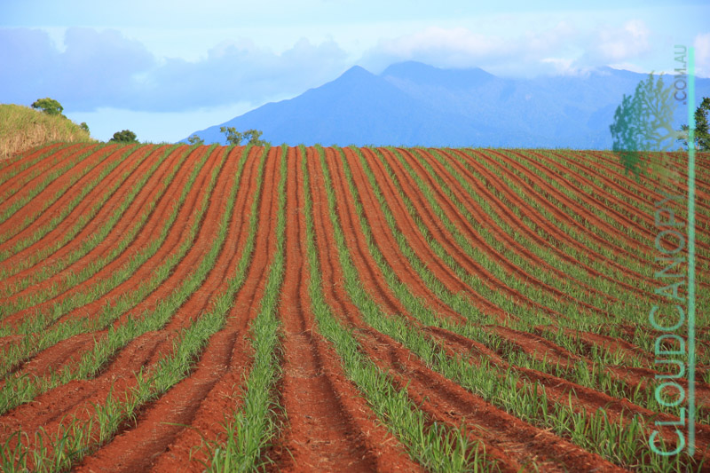 Red Soil