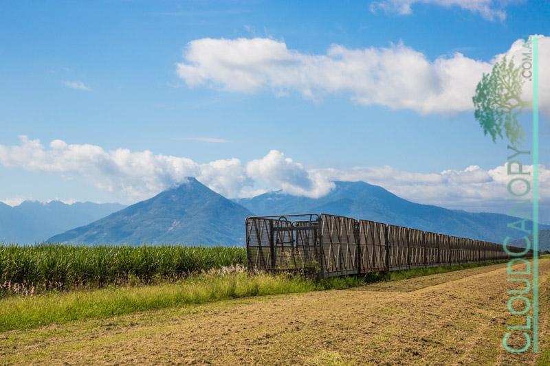 Cane Bins and Walsh's Pyramid