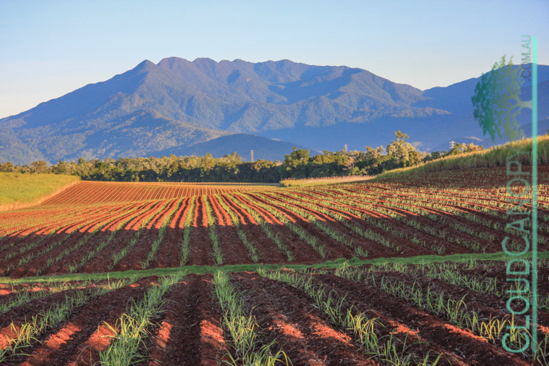 Cane Fields and Mt Bellenden Ker