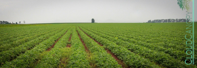 Legume Crop