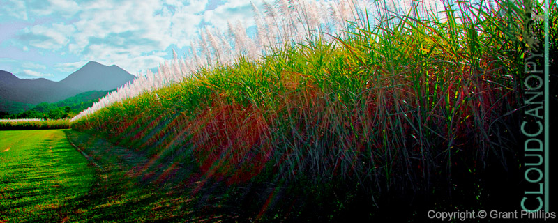 Flowering Sugar Cane, Mossman