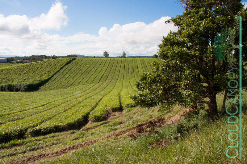 Tea Plantation
