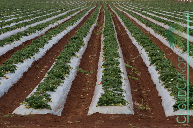 Strawberry Field