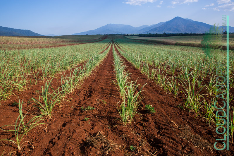 Newly Planted Sugar Cane
