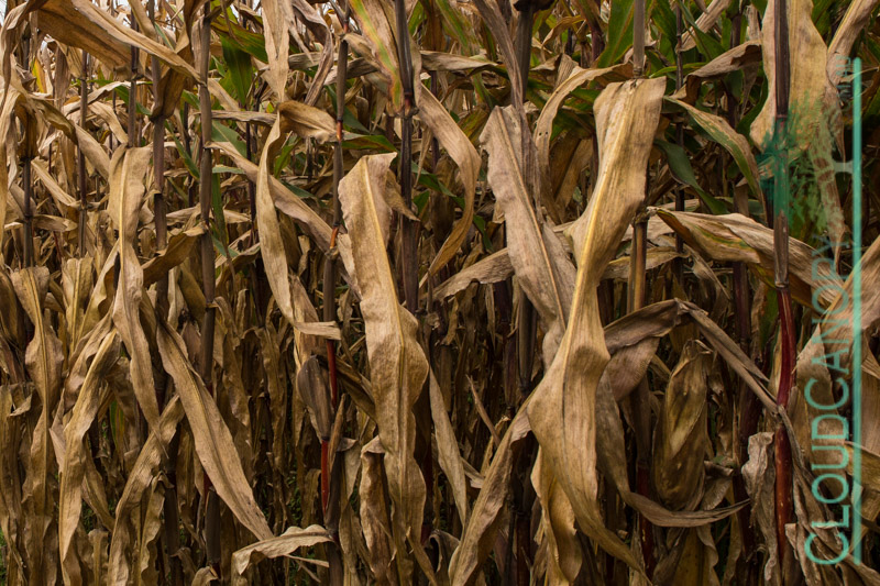 Drying Maize