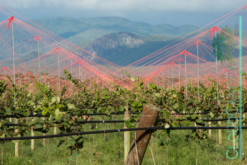 Kiwi Fruit trellises