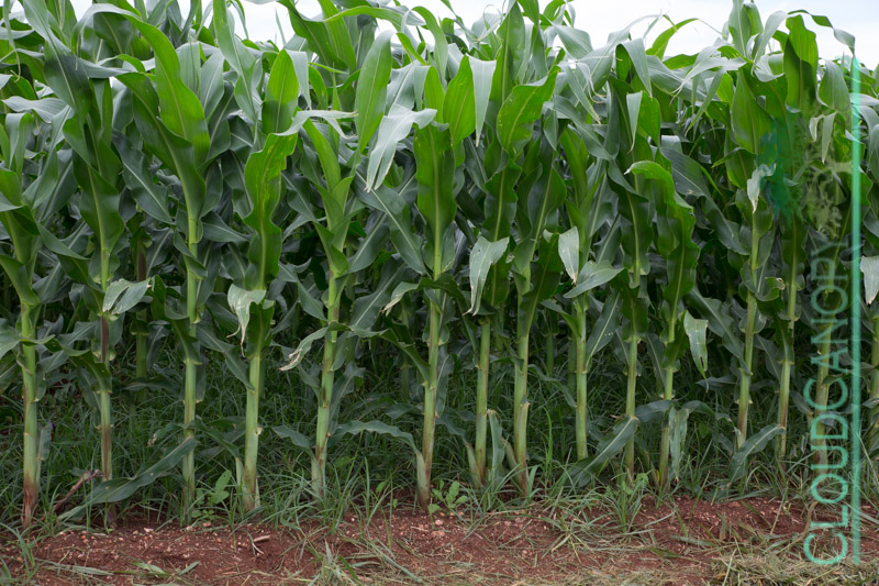 Mature Corn