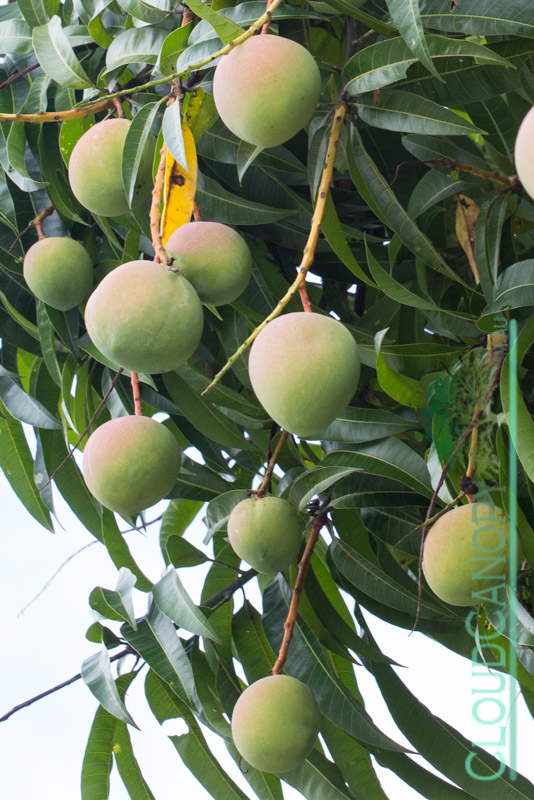 Ripening Mangoes