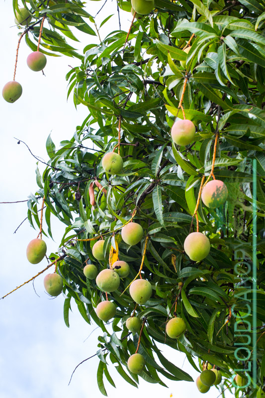 Ripening Mangoes