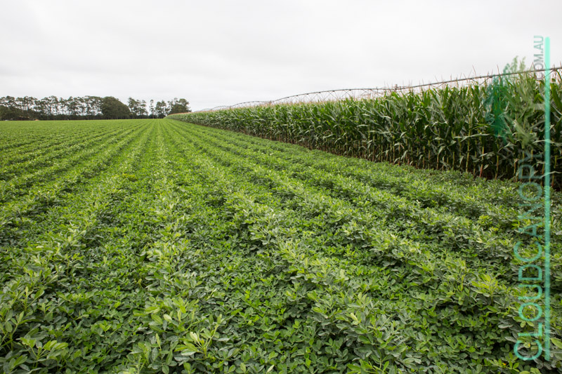 Rotational Legumes