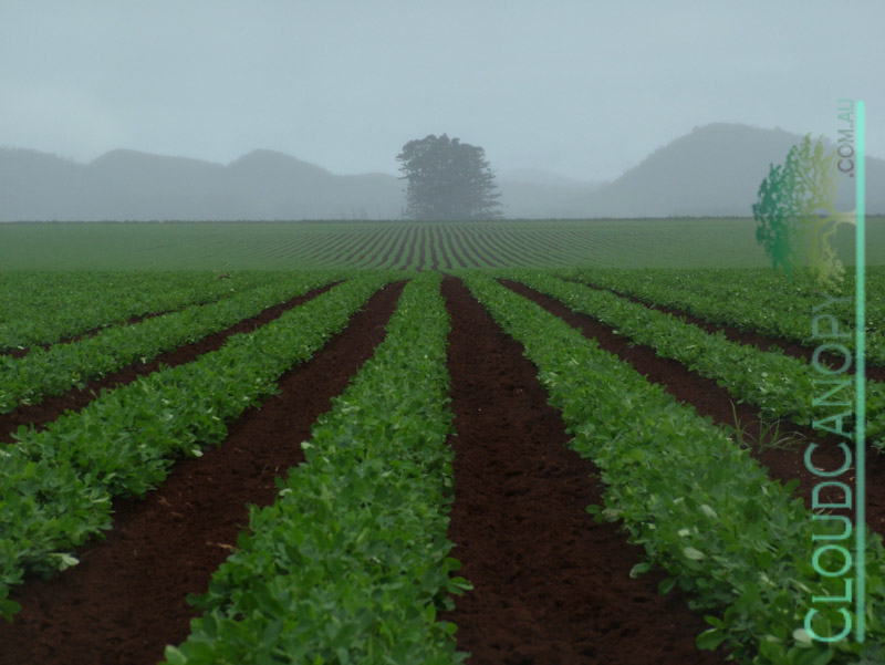 Legume crop