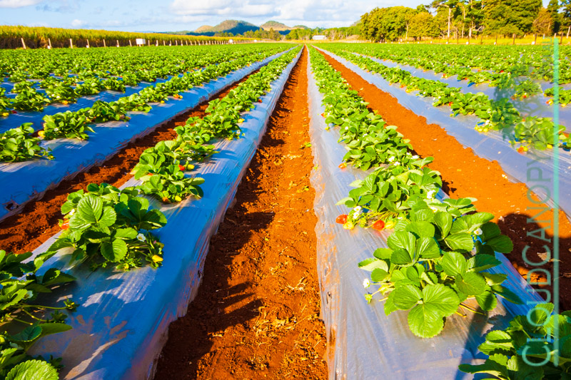 Strawberry field