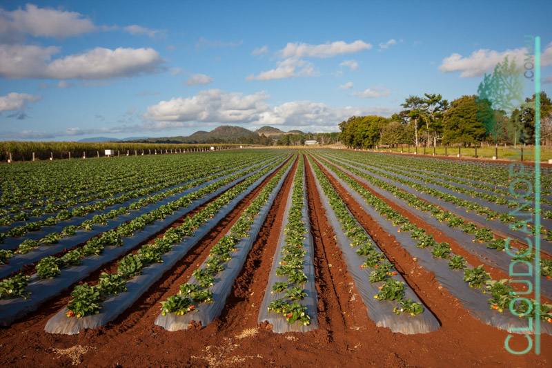 Strawberry field