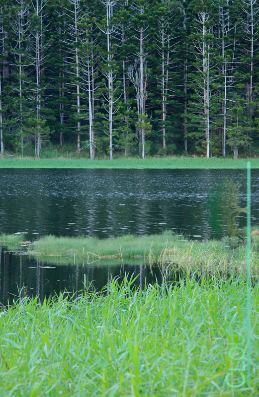 Lake Tinaroo