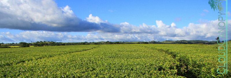 Tea Plantation