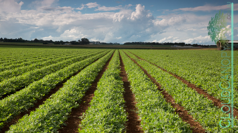 Rotational legume crop