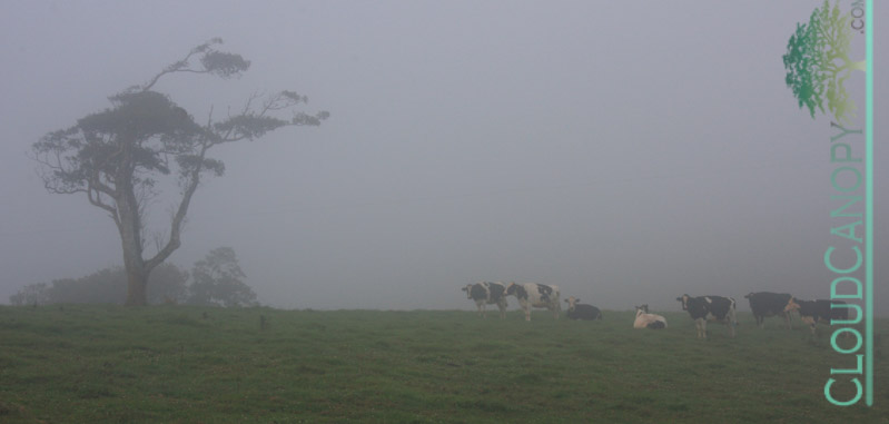 Morning, Ravenshoe