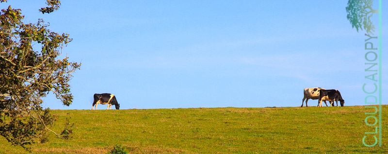 Tableland cattle