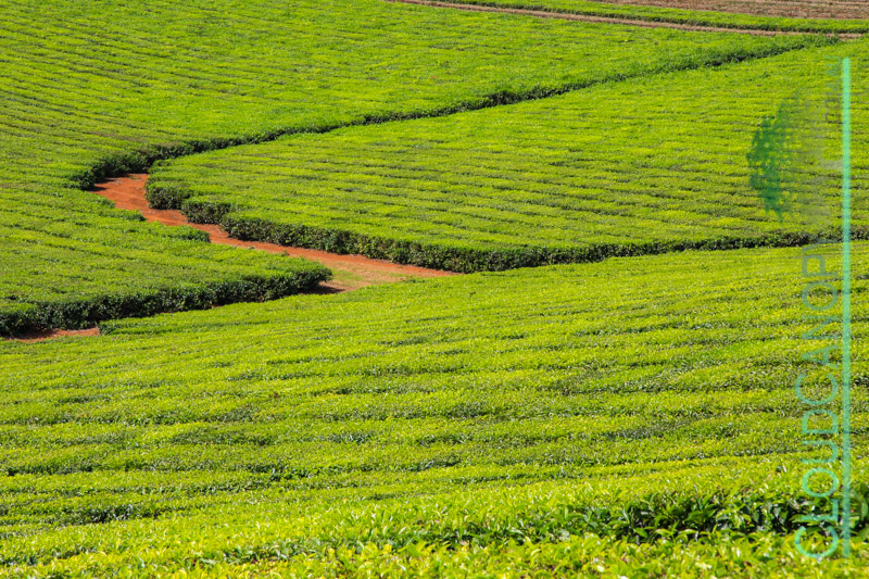 Tea Plantation