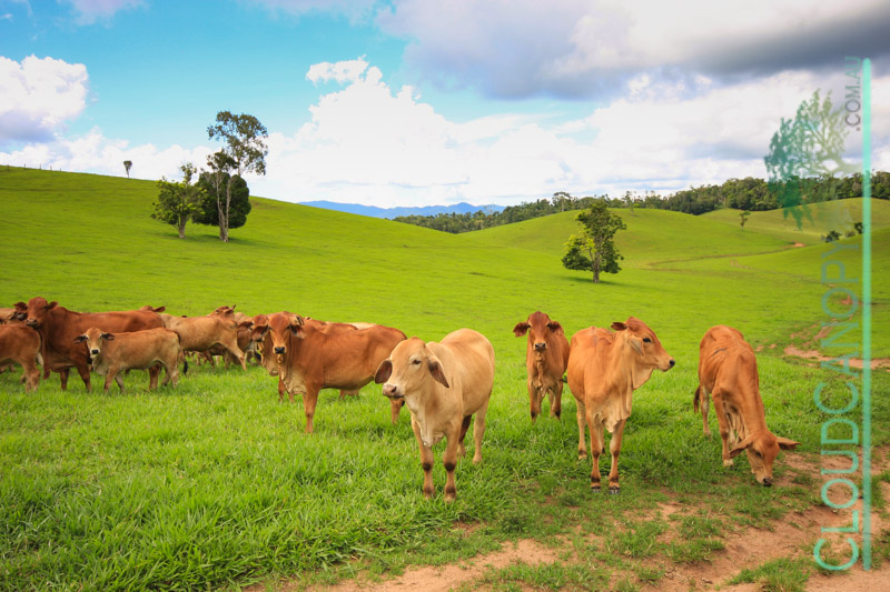 Tableland cattle
