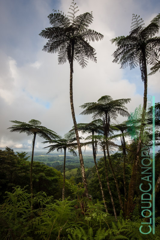 Tree Ferns, Millaa Millaa