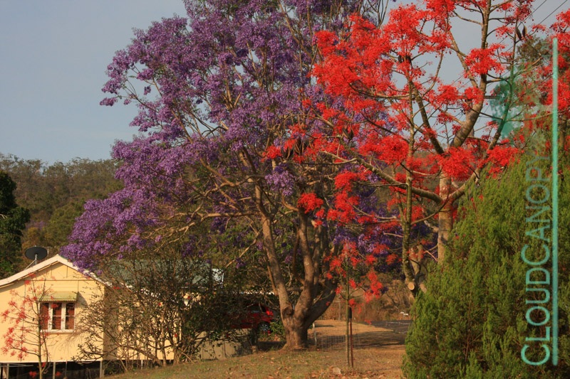 Springtime. Herberton