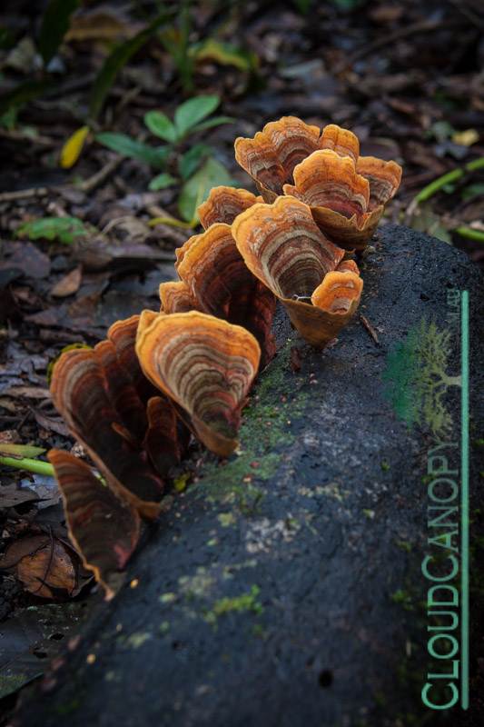 Fungi, The Crater