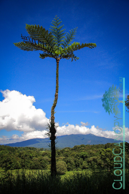 Lone Tree Fern