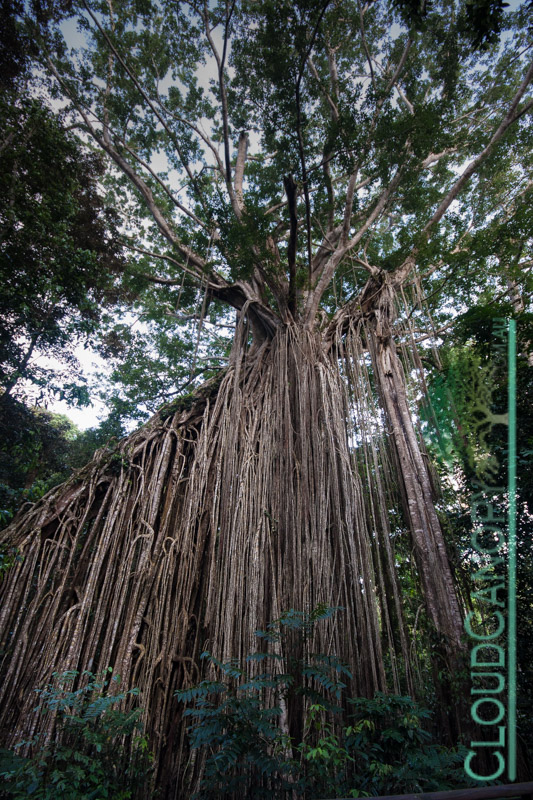 The Curtain Fig, Yungaburra