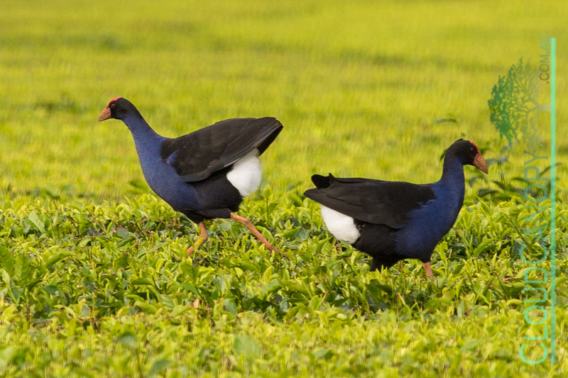 Tea Plantation with Purple Swamp Hens