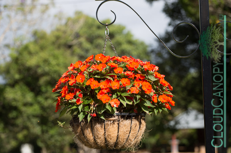 Street planting, Yungaburra
