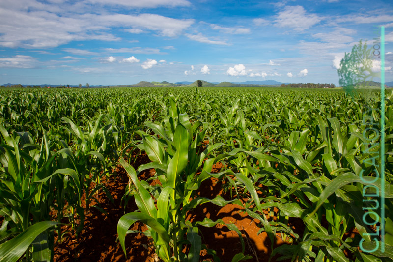 Young maize crop