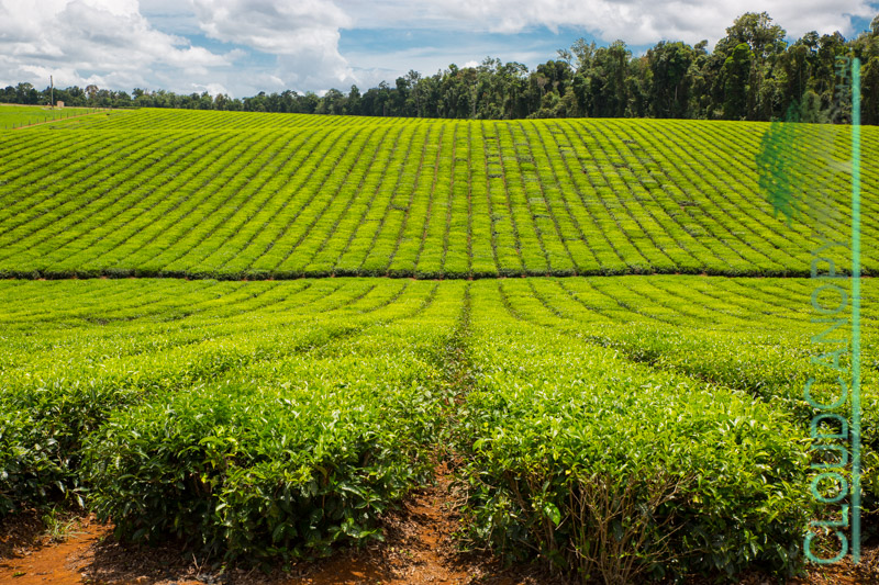 Tea Plantation