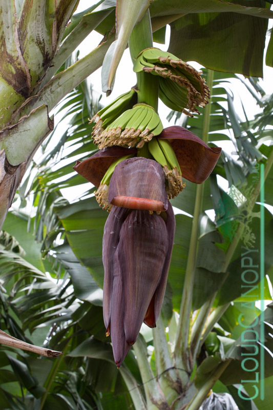 Young bananas, Walkamin