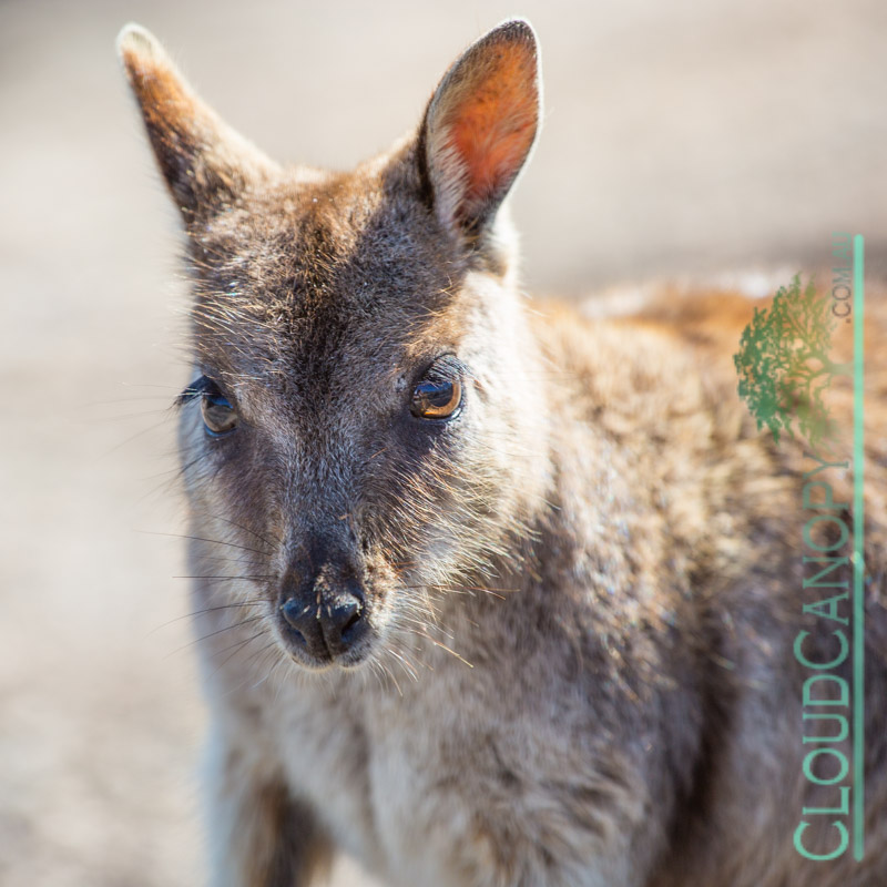 Wallaby, Granite Gorge