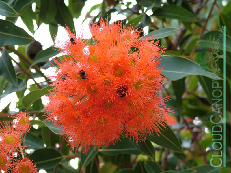 Pohutukawa in Flower