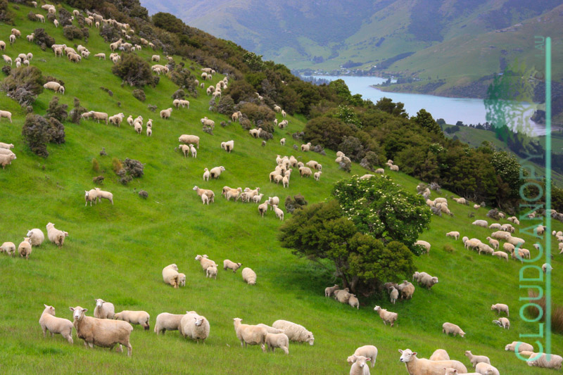Grazing Sheep, Pigeon Bay Road