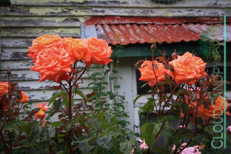 Roses, Akaroa