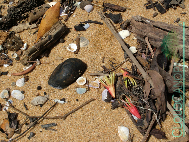 Flotsam and Jetsam 