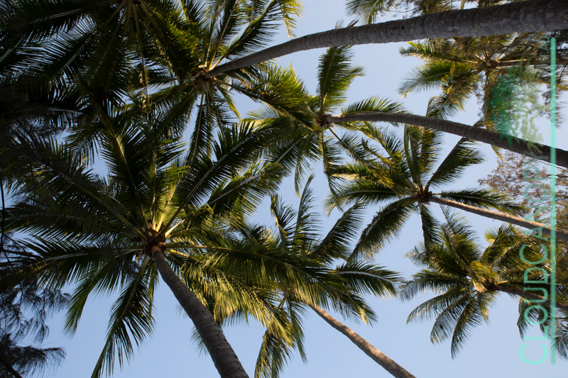 Coconut Palms, Palm Cove