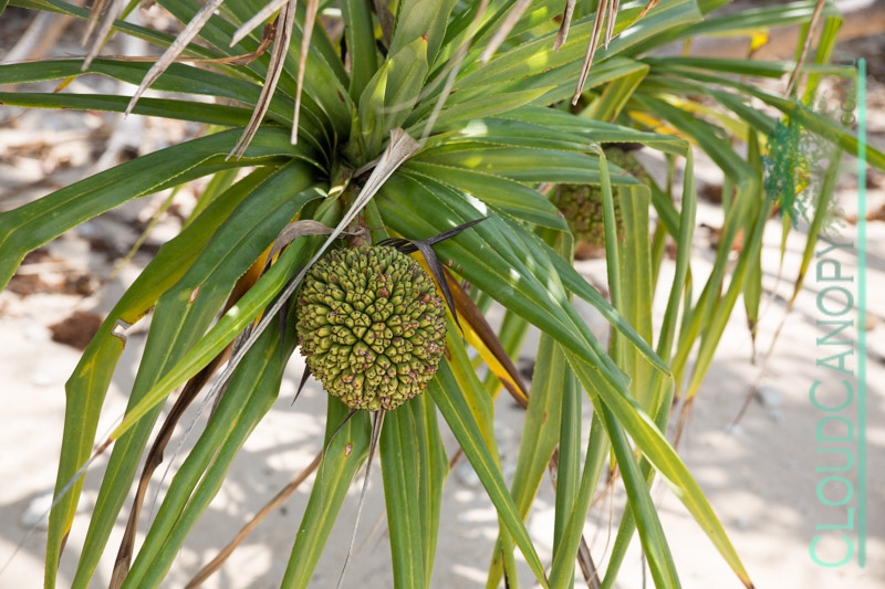 Pandanus, Frankland Island