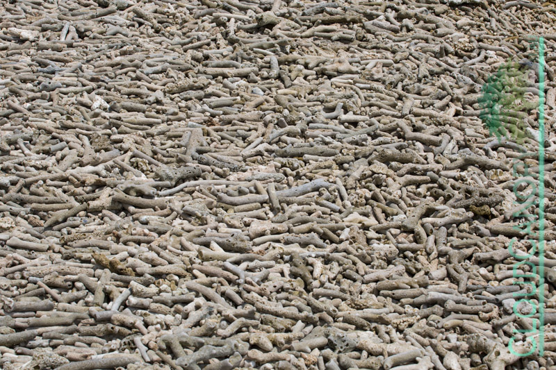 Coral Beach, Frankland Island