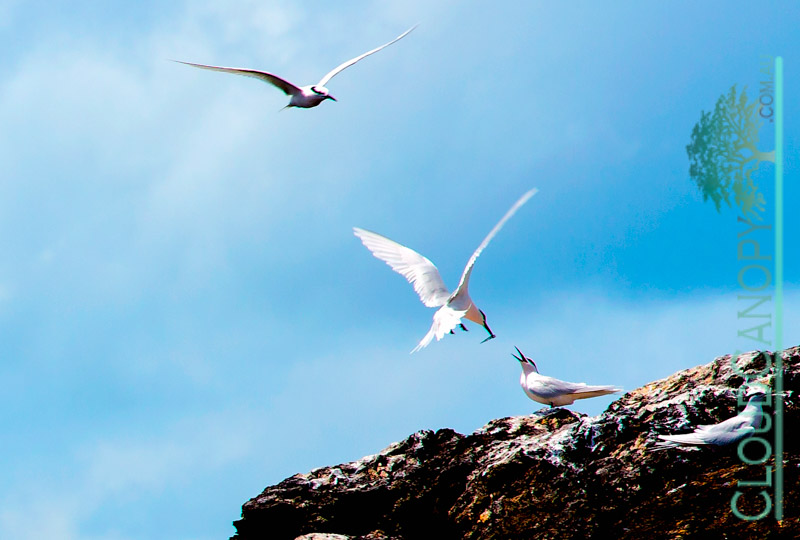 Tern Rookery, Frankland Island