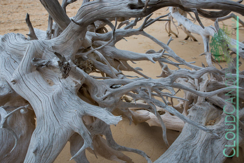 Driftwood, Frankland Island