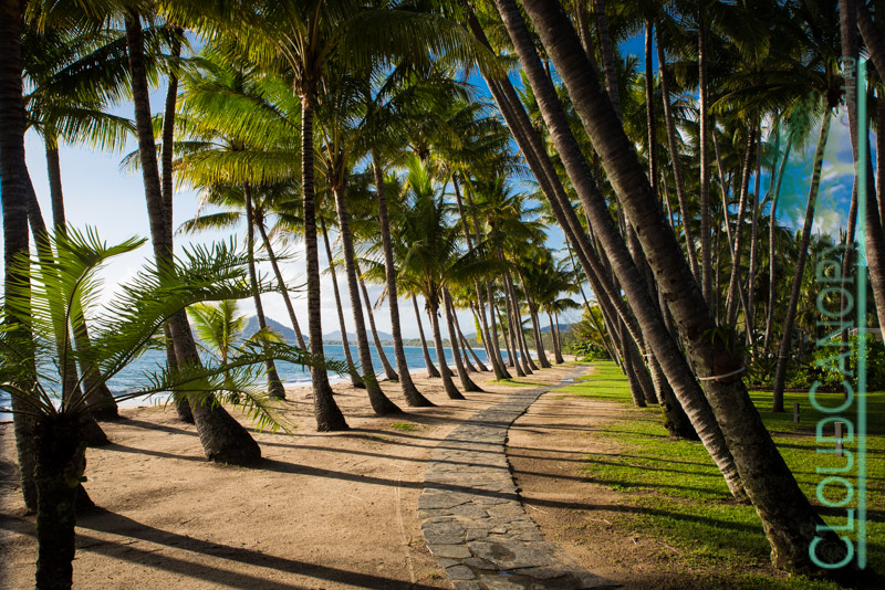 Morning, Palm Cove