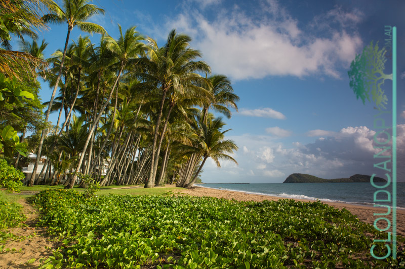 Morning, Palm Cove