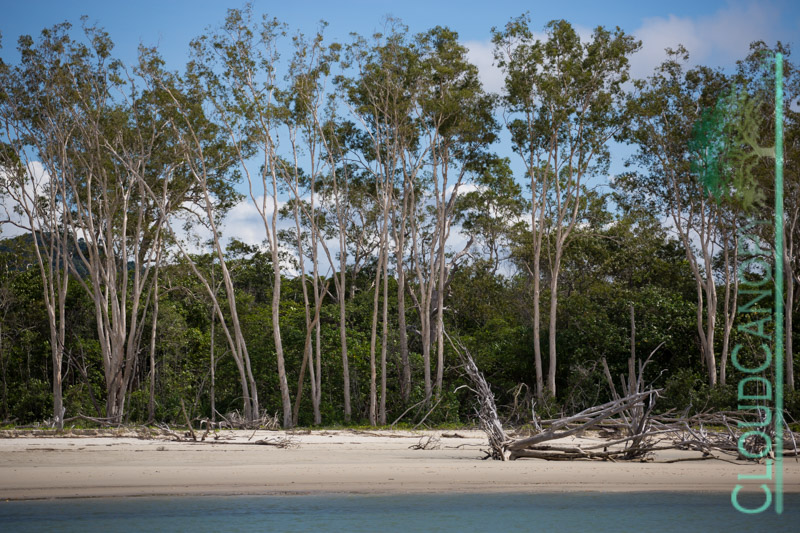 Thornton Beach, Daintree