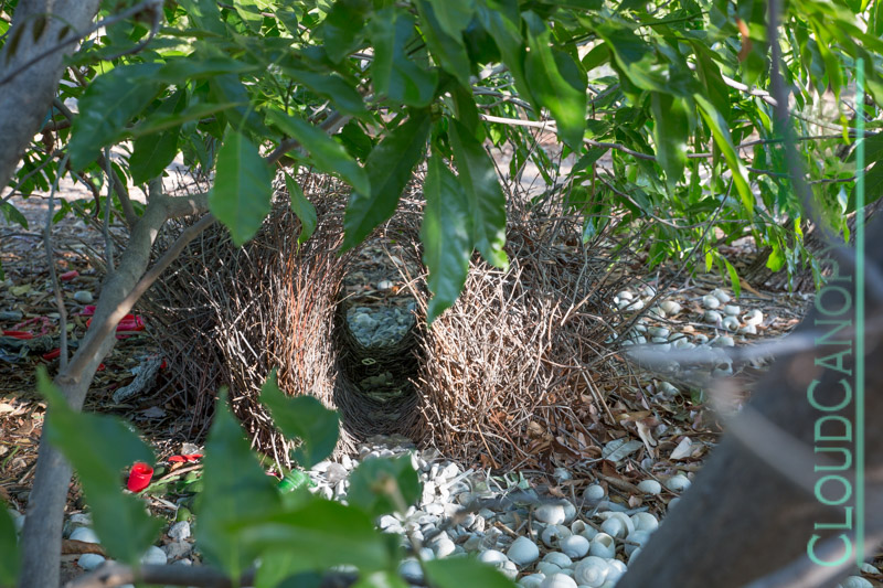 Bowerbird Nest