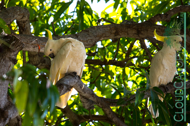 Sulphur Crested Cockatoos